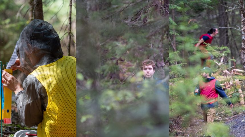 In a Quebec park, a science game brings predator-prey dynamics to life