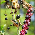 In a new kind of plant trickery, this yam fools birds with fake berries