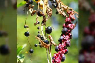 In a new kind of plant trickery, this yam fools birds with fake berries