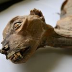 Incredible Cheetah Mummies Show Big Cats Once Roamed the Arabian Peninsula