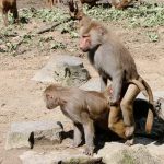 Is there an evolutionary reason for same-sex sexual behaviour?