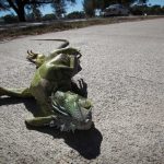 It’s so cold in Florida that iguanas might rain from the skies