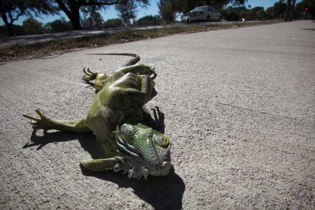 It’s so cold in Florida that iguanas might rain from the skies