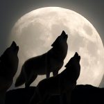 January’s Wolf Supermoon Is Getting a Rare Triple Brightness Boost : ScienceAlert