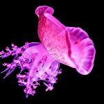 Jellyfish Snooze Like We Do, And It Could Explain The Origins of Sleep : ScienceAlert