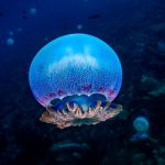 Jellyfish and Sea Anemones Sleep Just Like Us