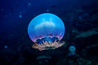 Jellyfish and Sea Anemones Sleep Just Like Us