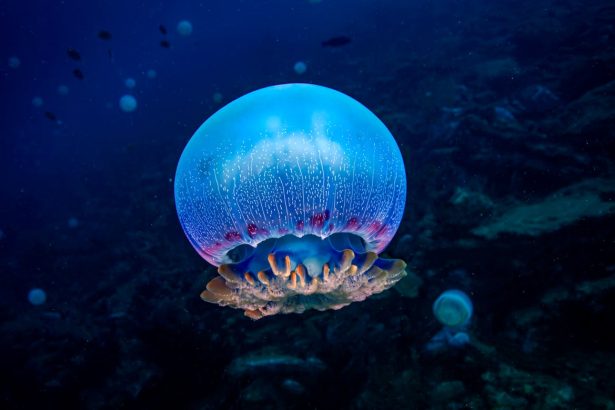 Jellyfish and Sea Anemones Sleep Just Like Us