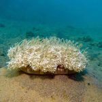 Jellyfish sleep about as much as humans do – and nap like us too