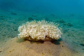 Jellyfish sleep about as much as humans do – and nap like us too