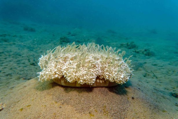 Jellyfish sleep about as much as humans do – and nap like us too