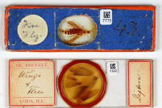 ‘Making the Invisible Visible’ Highlights an Ambitious Digitization Project at Harvard — Colossal