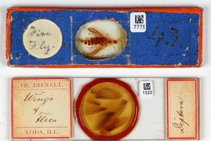 ‘Making the Invisible Visible’ Highlights an Ambitious Digitization Project at Harvard — Colossal