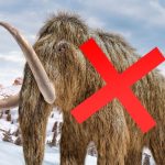 ‘Mammoth’ Bones Kept in a Museum For 70 Years Turn Out to Be An Entirely Different Animal : ScienceAlert