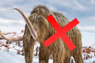 ‘Mammoth’ Bones Kept in a Museum For 70 Years Turn Out to Be An Entirely Different Animal : ScienceAlert