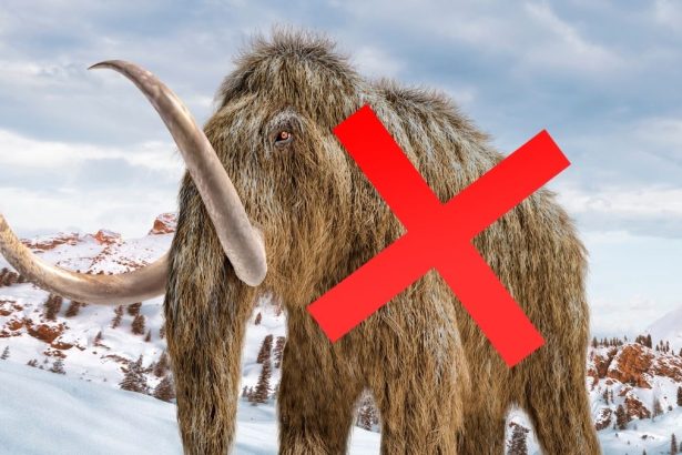 ‘Mammoth’ Bones Kept in a Museum For 70 Years Turn Out to Be An Entirely Different Animal : ScienceAlert