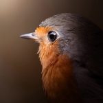 Marvin Heinzel Gets Up-Close and Personal with Characterful Avians — Colossal