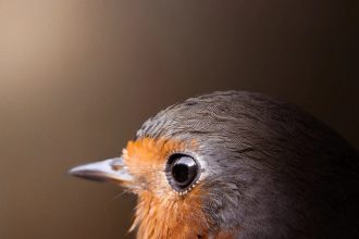 Marvin Heinzel Gets Up-Close and Personal with Characterful Avians — Colossal