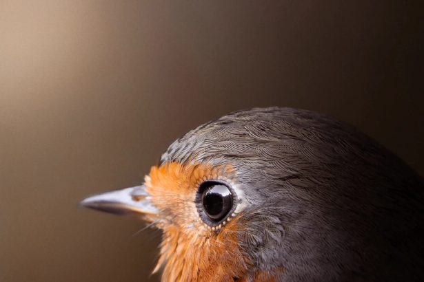 Marvin Heinzel Gets Up-Close and Personal with Characterful Avians — Colossal