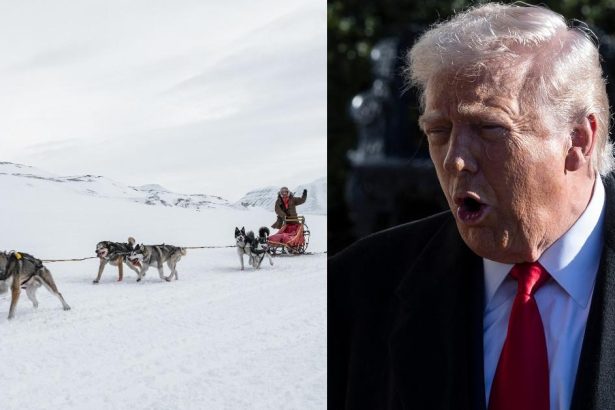 Meet Greenland’s Brutal Dogs Of War Ready To Face US Invasion