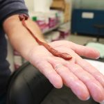 Meet ‘Baseodiscus the Eldest,’ a record-setting ribbon worm more than 27 years old