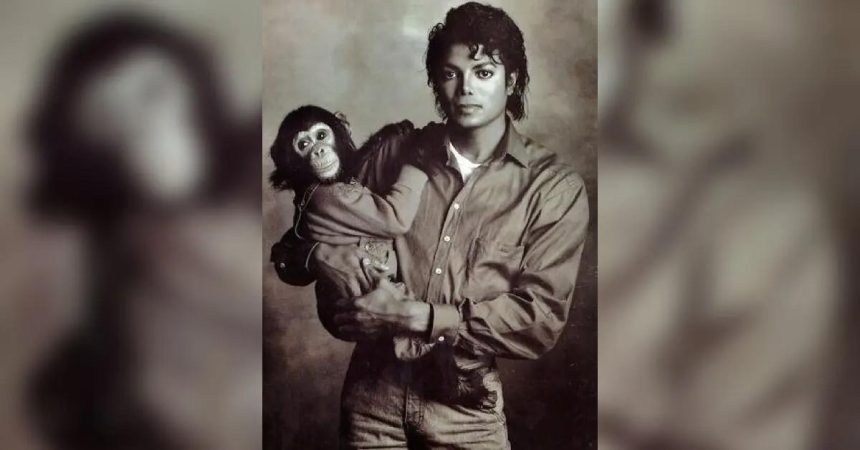 Michael Jackson’s Chimp Bubbles Lives Quiet Life After Fame