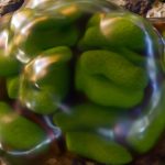 Microbes in Fukushima Found Surprisingly Unscathed by Radiation : ScienceAlert