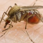 Mosquitoes Are Feeding on Us More Often – And Scientists Say We’re to Blame : ScienceAlert