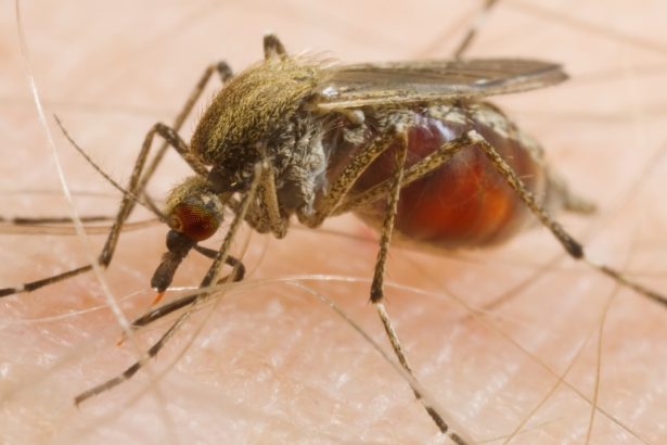 Mosquitoes Are Feeding on Us More Often – And Scientists Say We’re to Blame : ScienceAlert