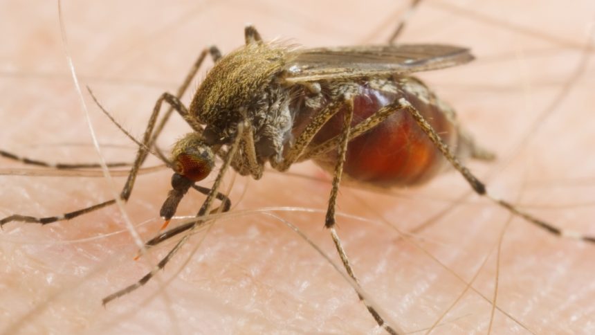 Mosquitoes Are Feeding on Us More Often – And Scientists Say We’re to Blame : ScienceAlert
