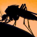 Mosquitoes Really Can Carry Libraries of Animal DNA : ScienceAlert