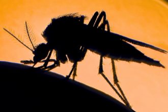 Mosquitoes Really Can Carry Libraries of Animal DNA : ScienceAlert