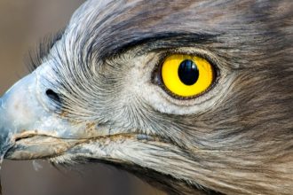 Mysterious Structure in Bird Eyes May Explain a Curious Lack of Blood : ScienceAlert