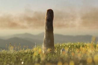 Mystery Prototaxites tower fossils may represent a newly discovered kind of life