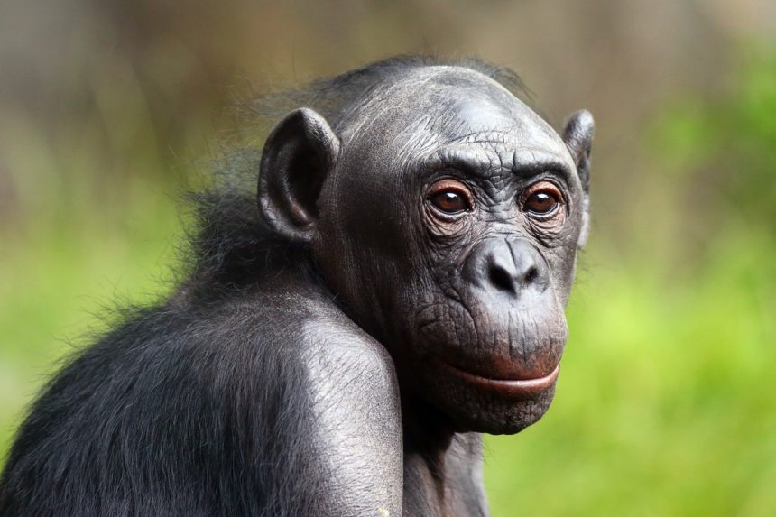 New Study Probes How Same-Sex Behaviors Evolved in Nonhuman Primates