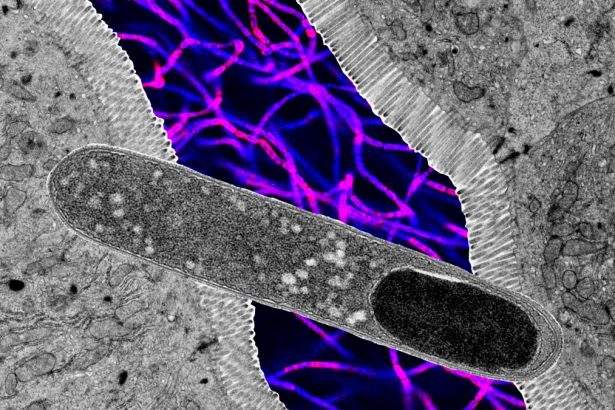 One Gut Microbe Blocks Weight Gain in Mice on a High-Fat Diet : ScienceAlert