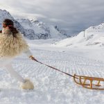 Martin Parr’s Final Vogue Shoot Was a Fashion Extravaganza in the Italian Alps