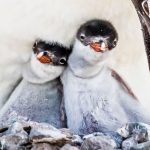 Penguins May Be Adapting to a Rapidly Warming Climate, But at a Cost : ScienceAlert