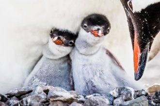 Penguins May Be Adapting to a Rapidly Warming Climate, But at a Cost : ScienceAlert