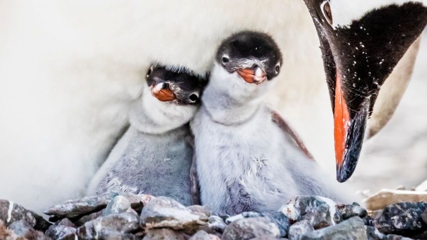 Penguins May Be Adapting to a Rapidly Warming Climate, But at a Cost : ScienceAlert