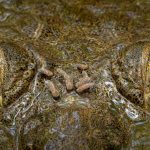 Piercing crocodile close-up wins ecology photo competition