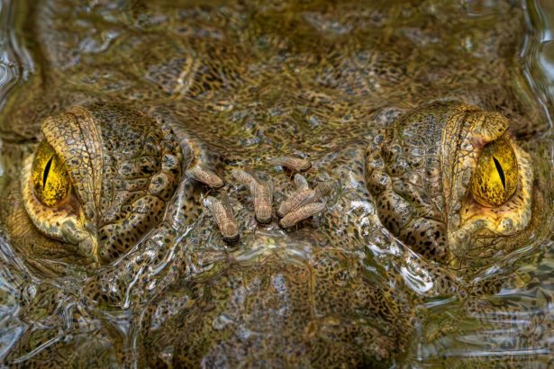 Piercing crocodile close-up wins ecology photo competition