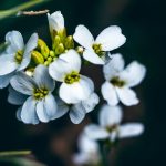Plants packed close enough to touch are more resilient to stress
