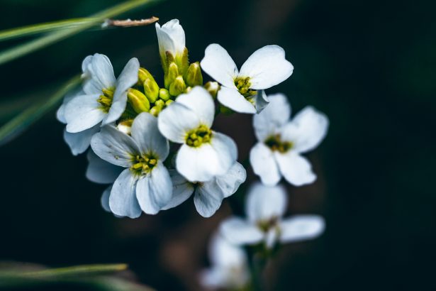 Plants packed close enough to touch are more resilient to stress