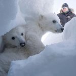 Polar bears are getting fatter in the fastest-warming place on Earth