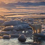 Polar bears in the Barents Sea are staying fat despite rapid sea ice loss