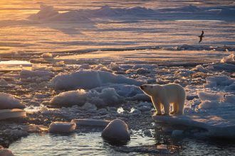 Polar bears in the Barents Sea are staying fat despite rapid sea ice loss