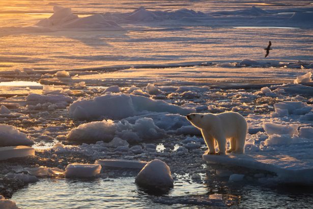 Polar bears in the Barents Sea are staying fat despite rapid sea ice loss