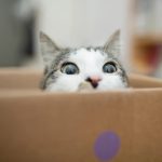 Quantum physicists just supersized Schrödinger’s cat
