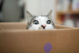 Quantum physicists just supersized Schrödinger’s cat